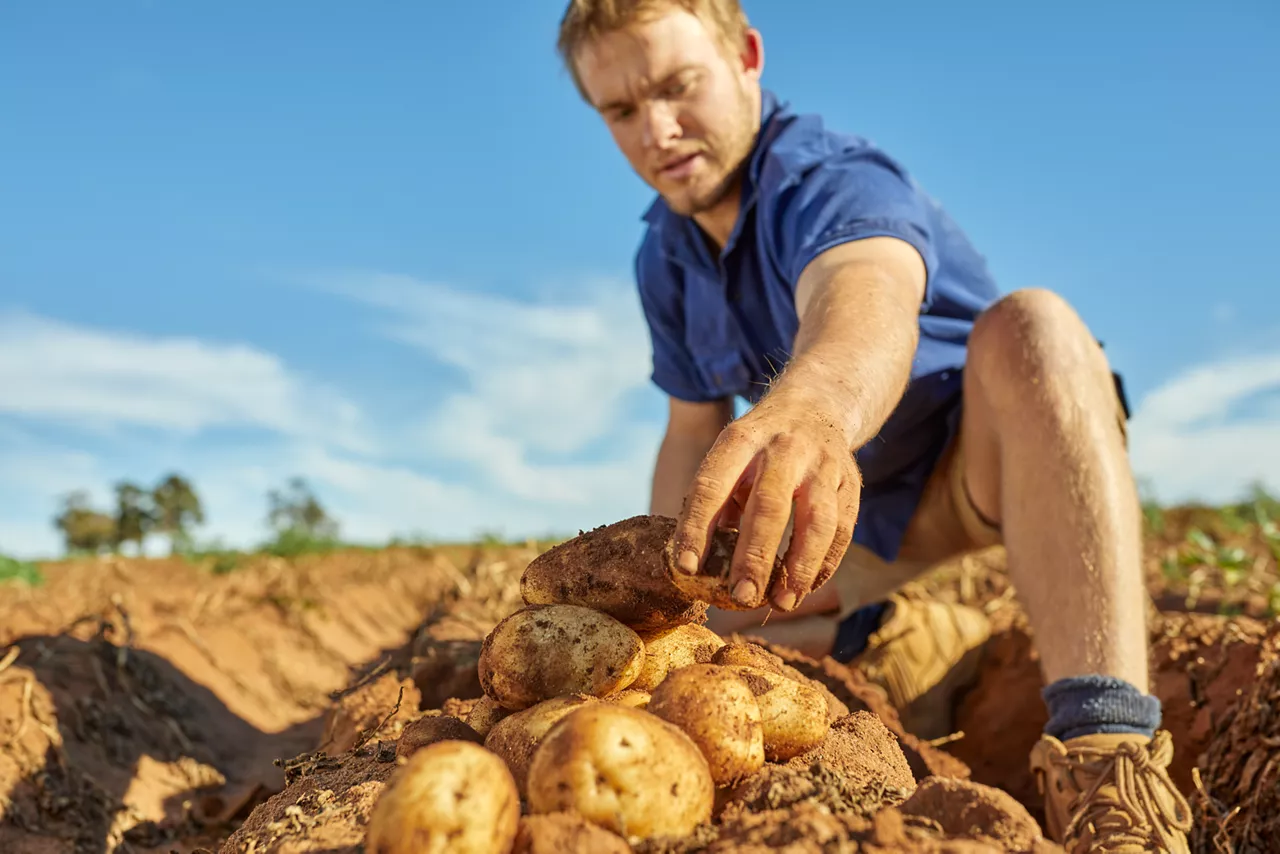 Farmer with potatoes 